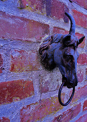 Tête de cheval Tête de cheval