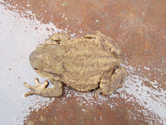 crapaud PB083811