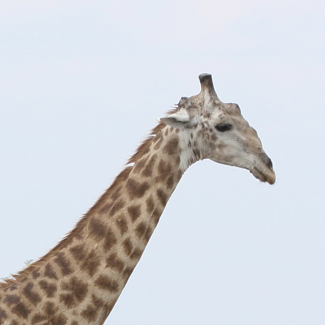 South African Giraffe