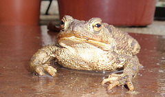 crapaud PB083812-1