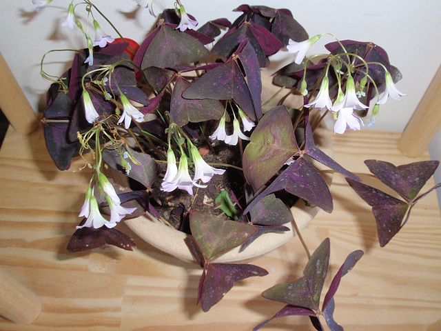 P9293535