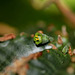 Euphorbia meloformis - fleurs mâles