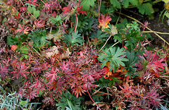 Geranium sanguin , parure automnale