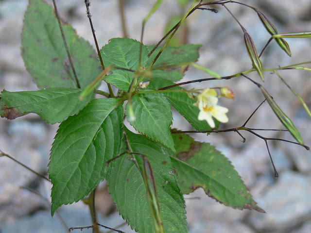 unbekanntes zartes Blümchen