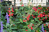 Salvia coccinea 2