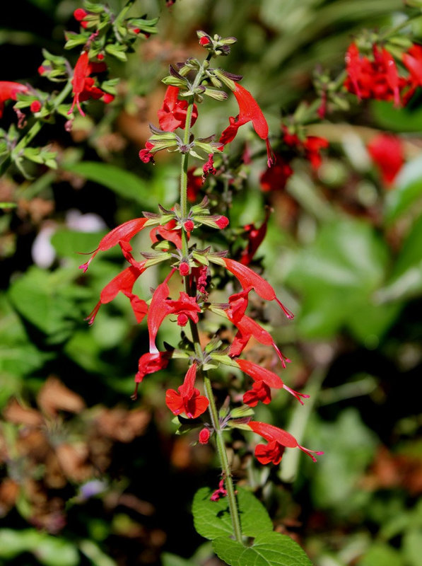 Salvia coccinea 2 (2)