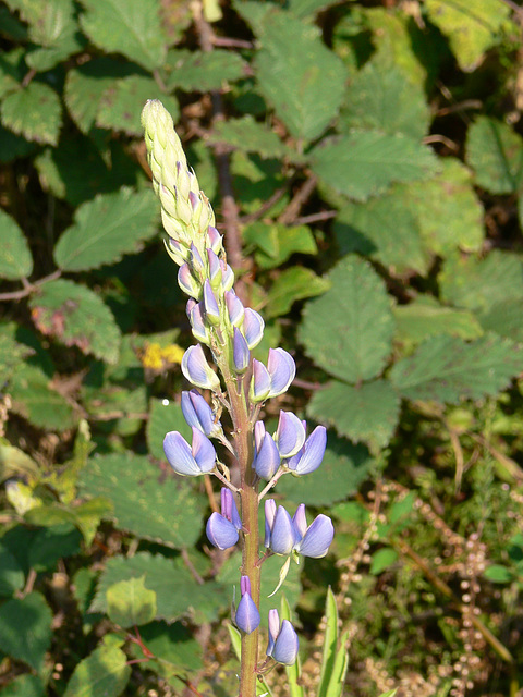 Lupine