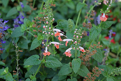 Salvia coccinea Coral nymph (2)