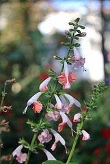 Salvia coccinea Coral nymph 2