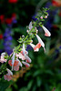 Salvia coccinea  Coral Nymph