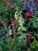 Salvia coccinea coral nymph