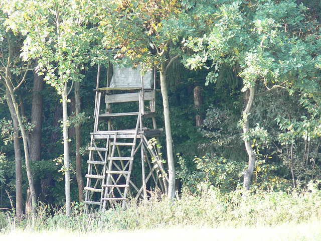 Jägersitz an der Waldlichtung