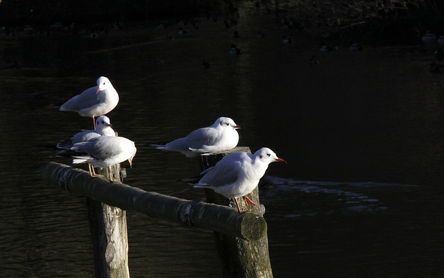 Mouettes