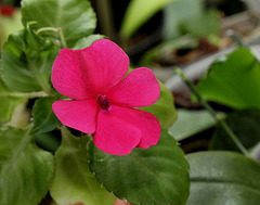 Impatiens 'Goutte de sang'