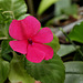 Impatiens 'Goutte de sang'