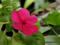 Impatiens 'Goutte de sang' (2)