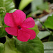 Impatiens 'Goutte de sang' (2)