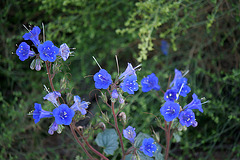 Blue Flowers (3743)