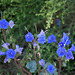 Blue Flowers (3743)