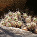 Cactus (3642)