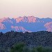 Sunset In Joshua Tree (3738)