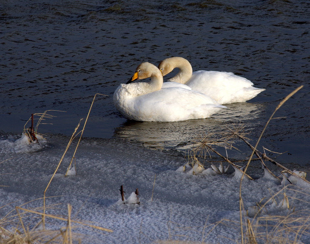 The cold pond