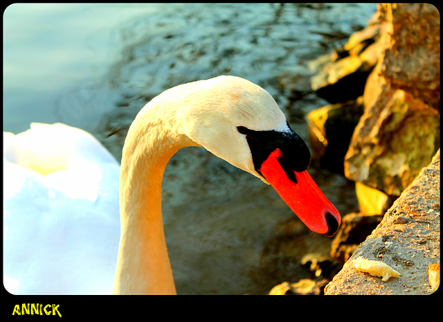 CYGNE *****