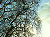 BRANCHAGE