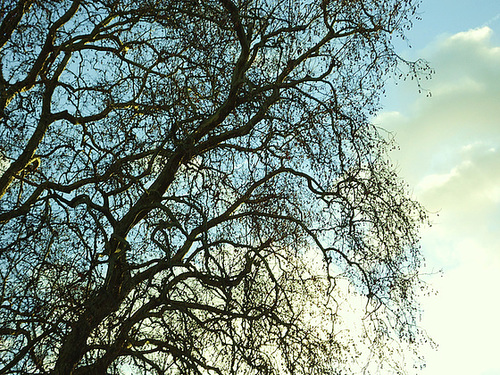 BRANCHAGE