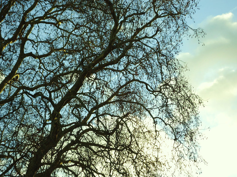 BRANCHAGE