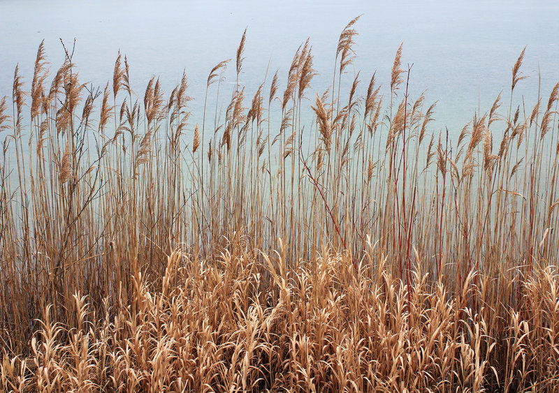 IMG 0005