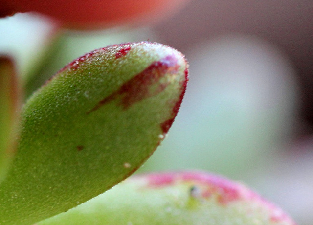 Aeonium sediforme