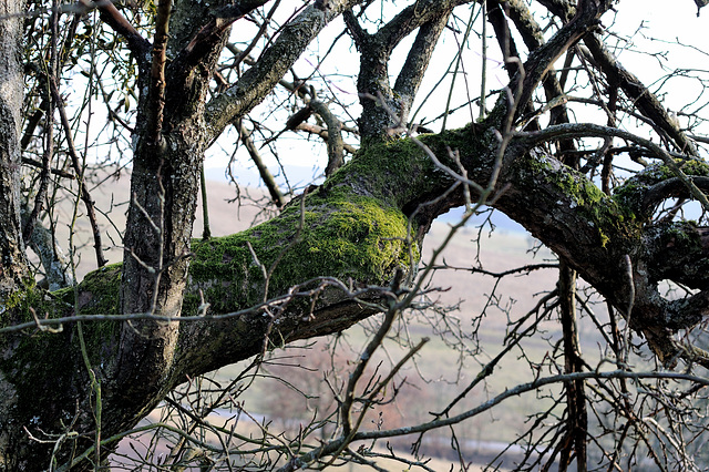 Odenwald 01/2012