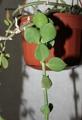 Ceropegia radicans