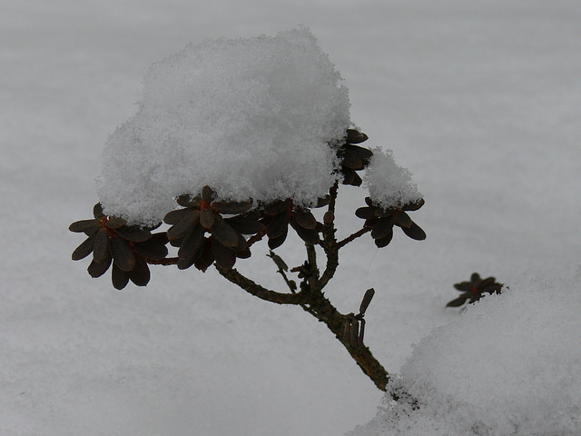 Schneehäubchen