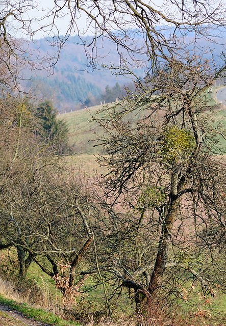 Odenwald 01/2012