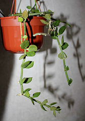 Ceropegia radicans