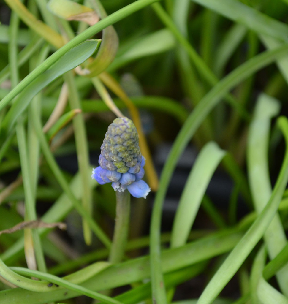 Muscari armeniacum DSC 0004