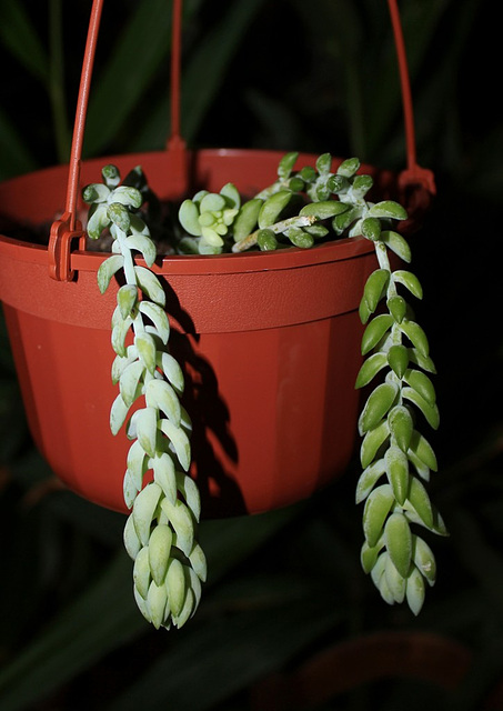 Sedum morganianum