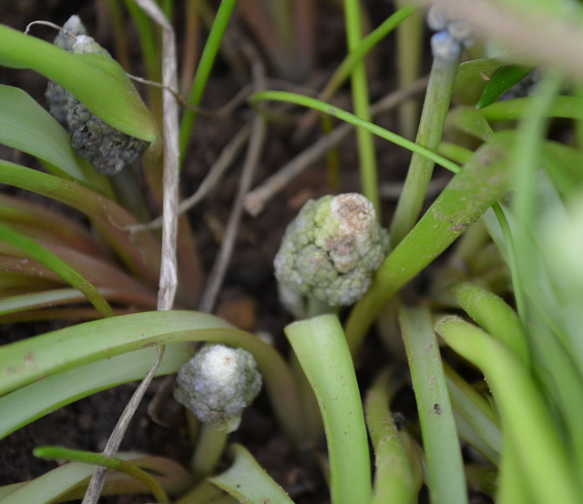 Muscari armeniacum -DSC 0006