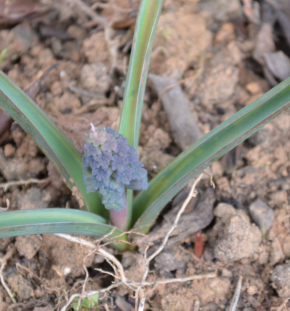 Muscari macrocarpum DSC 0011