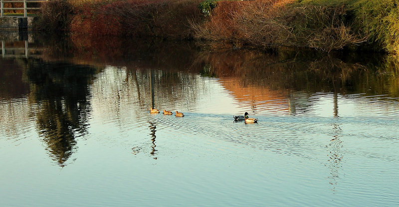 CANARDS COLVERT
