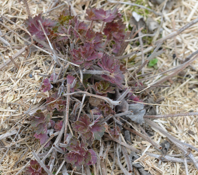 Geranium wlassovianum DSC 0027