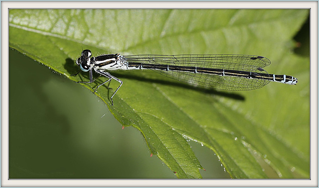 Agrion ♀