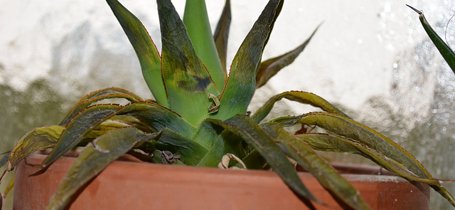 Agave chiapensis DSC 0038