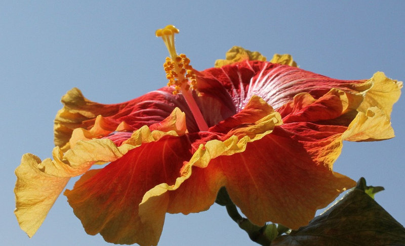 Hibiscus Georgia's Pearl