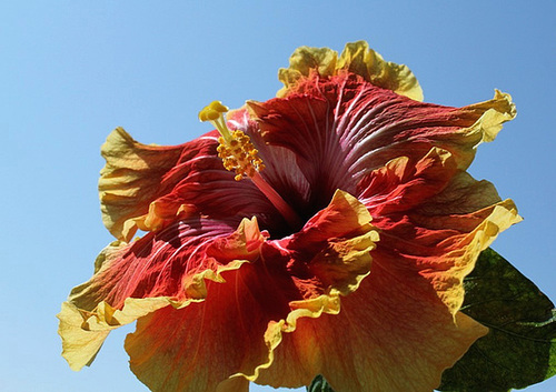 Hibiscus Georgia's Pearl