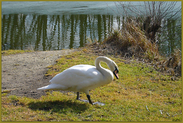 der Weiher ist noch kalt