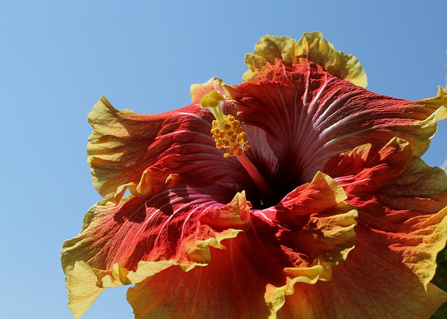 Hibiscus Georgia's Pearl