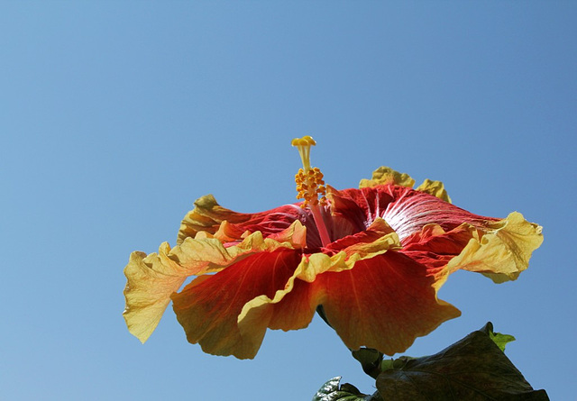 Hibiscus Georgia's Pearl